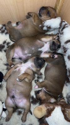 Staffordshire Bull Terrier - Staffie chiots
