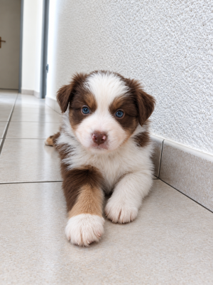 Berger Américain Miniature  - Chiot Berger Américain Miniature