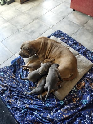 Cane Corso - Vends Chiots Cane Corso