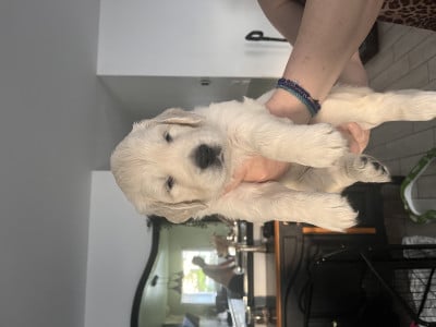 Golden Retriever - Golden Retriever LOF