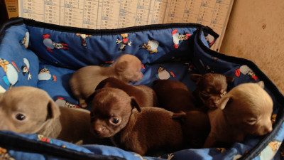 Chihuahua - Chiots Chihuahuas LOFS