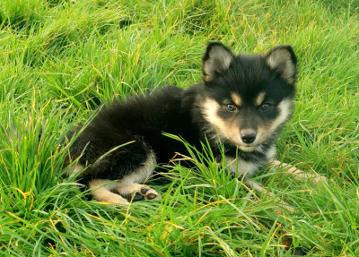 Chien finnois de Laponie - Chiot finnois laponie lof - La Vallée d'Ostara