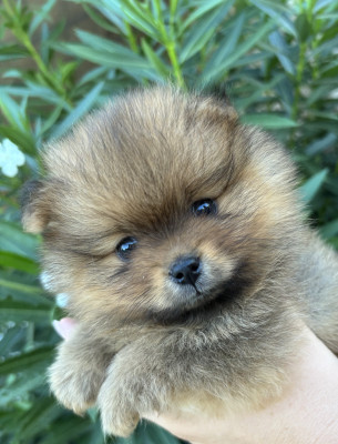 Spitz allemand - Spitz nain Poméranian - Comtesse de Pemberley