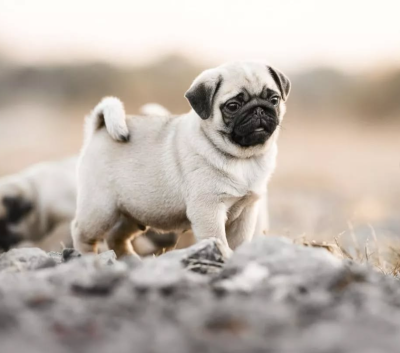 Carlin - Magnifiques carlins - Le domaine d'IRIS