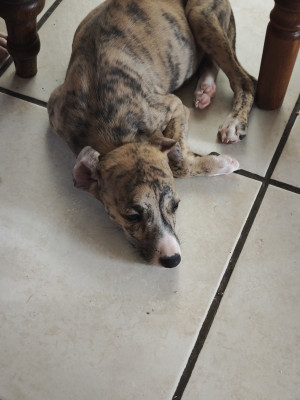 Whippet - Chiots whippet