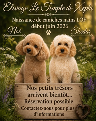 Caniche - CHIOTS CANICHES NAINS LOF