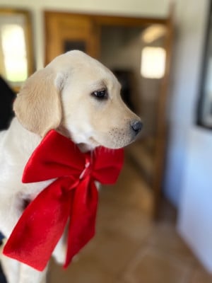 Labrador Retriever - Magnifiques Labrador LOF très belle lignée