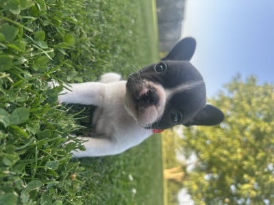 Bouledogue français - Bouledogues français