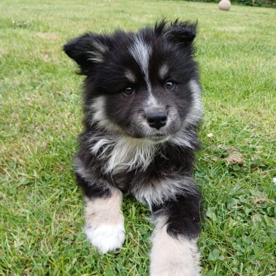 Chien finnois de Laponie - Chiots finnois de Laponie LOF à vendre