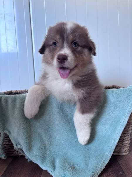 Berger Australien - Chiot berger australien LOF - Red dream