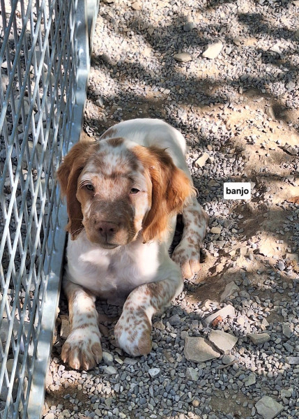 Epagneul Breton - Vente chiot
