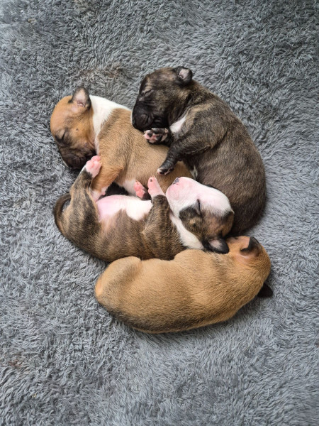 Bull Terrier Miniature - A réserver bulls terriers miniatures