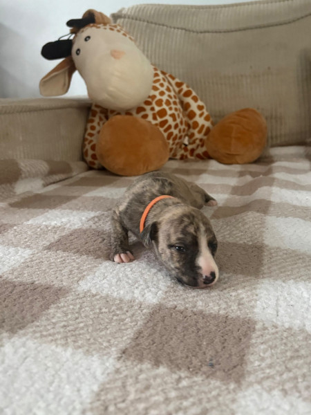 Whippet - Whippet lof