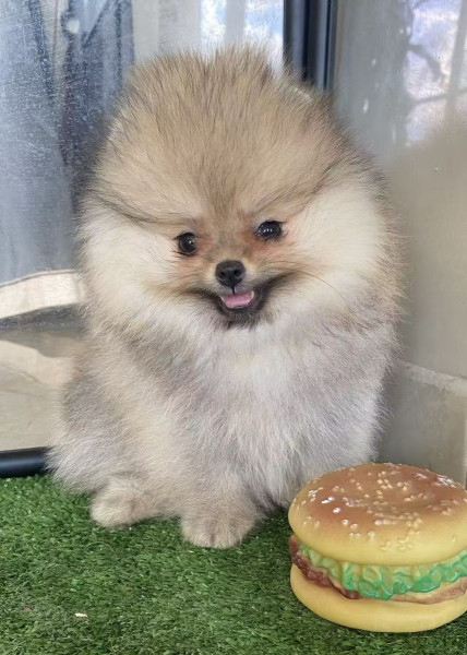 Spitz allemand - adorables chiots pomeranian a vendre - chang cheng