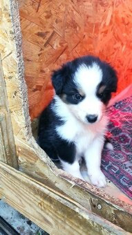 Berger Australien - magnifiques chiots Bergers Australiens LOF