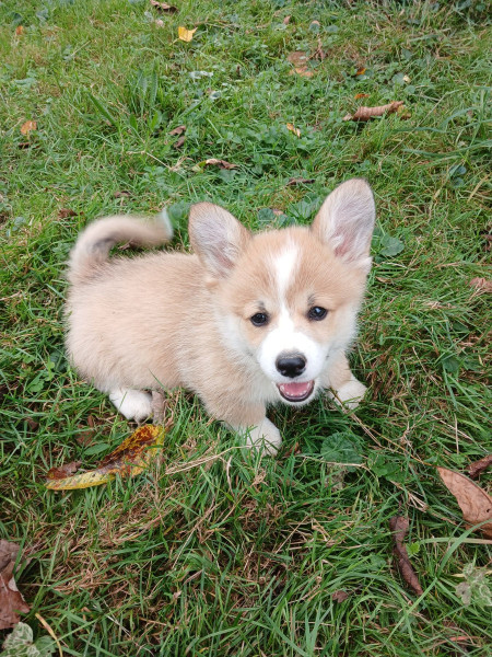 Welsh Corgi Pembroke - Wesh corgi pembroke