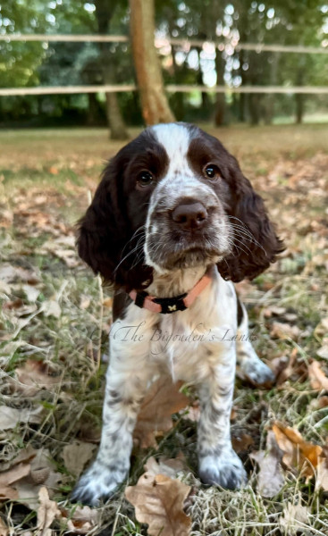 English Springer Spaniel - Brooke et Barney - Of The Bigouden's Lands