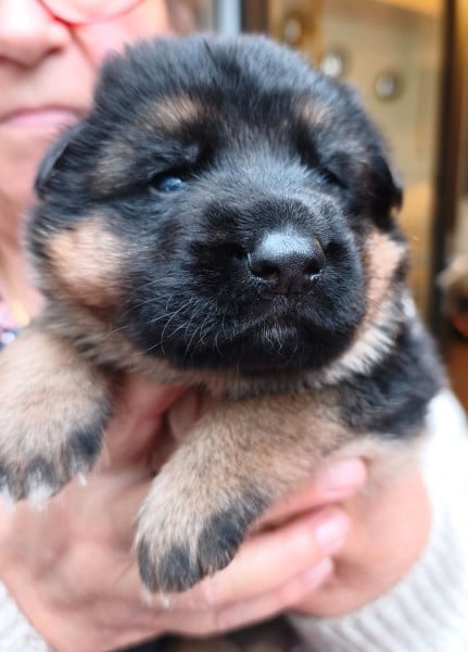 Berger Allemand - Berger Allemand