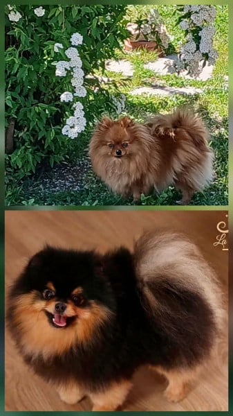 Spitz allemand - spitz - Du domaine de Davnadel