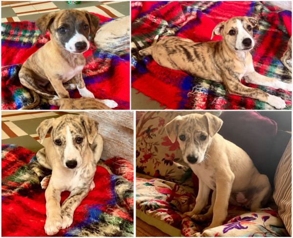 Whippet - À réserver 3 chiots Whippet, nés le 11 août 2026.