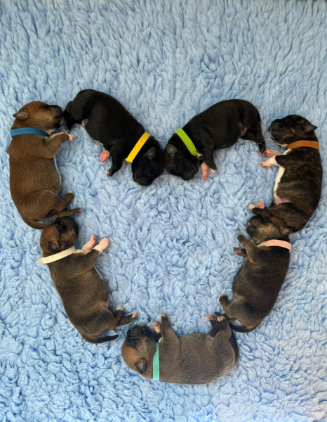 Staffordshire Bull Terrier - Chiots Staffordshire Bull Terrier LOF - Reservations ouvertes