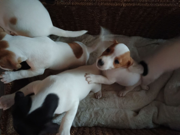 Jack Russell Terrier - 5 adorables et magnifiques jack russell - Mr Popille