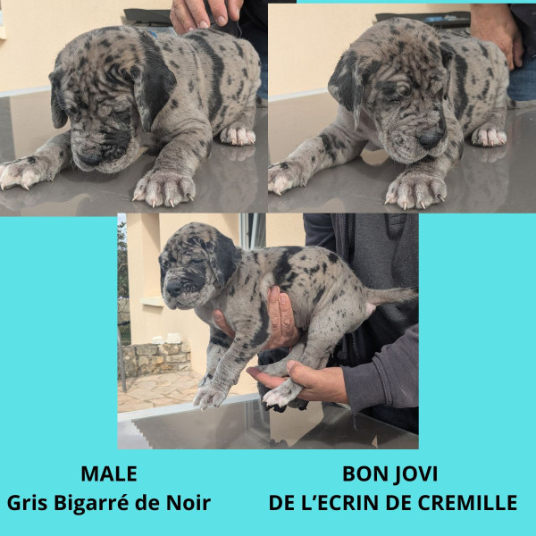 Dogue allemand - CHIOT DOGUE ALLEMAND - L'ECRIN DE CREMILLE