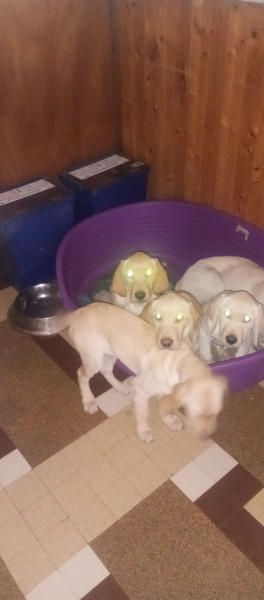 Labrador Retriever - Chiots type labrador retriever sable