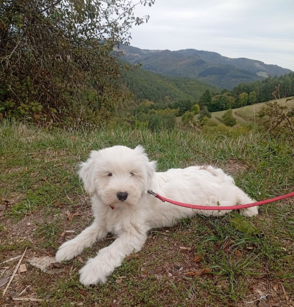 Terrier Tibetain - Chiots Terriers du Tibet