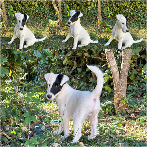 Fox Terrier Poil lisse - chiot fox terrier poil lisse - élevage des futaies du plessis