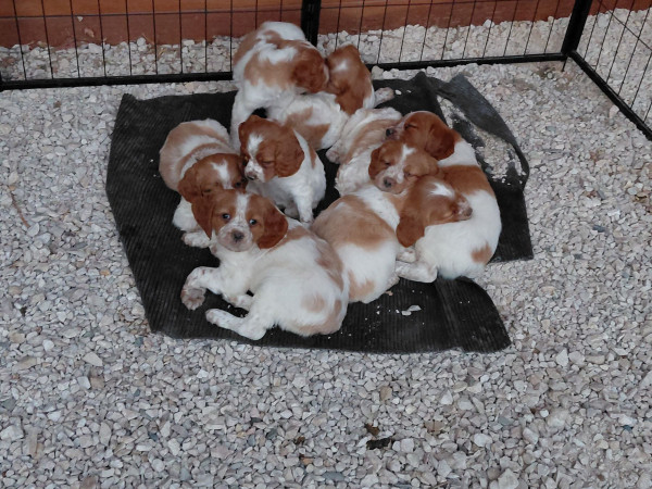Epagneul Breton - VENDS CHIOTS EPAGNEUL BRETON