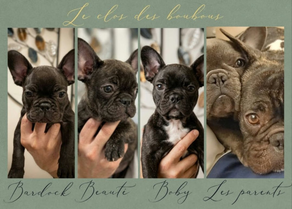Bouledogue français - Magnifiques chiots Bouledogue Français ? Élevés en famille