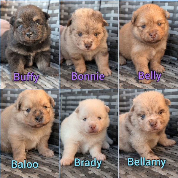 Spitz allemand - Chiots Spitz Allemand - un ?illet en Provence