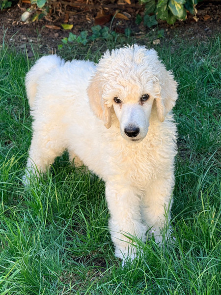 Caniche - BERLIOZ - Magnifique chiot grand caniche blanc issu de parents multi-champions ! - Des Rêves et des Songes