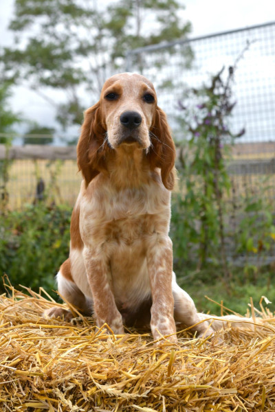 Setter Anglais - SETTER ANGLAIS