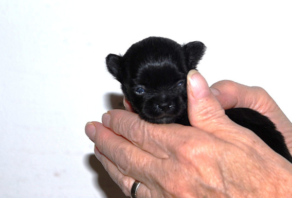 Chihuahua - Chiots chihuahua à poil long