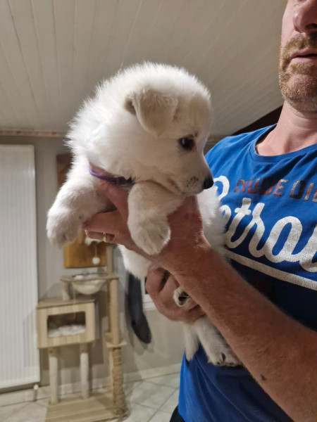 Berger Blanc Suisse - Chiots berger blanc suisse lof