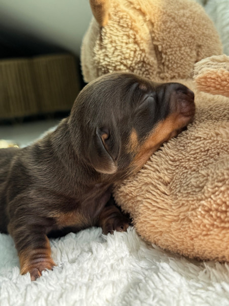 Teckel poil ras - Chiot teckel nain chocolat LOF TEST OK