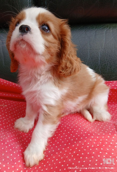 Cavalier King Charles Spaniel - Très jolie portée de 2 bébés . - du Château des Cours