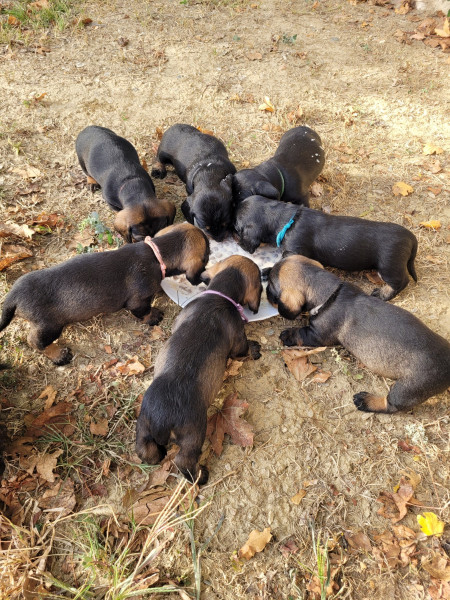 Teckel - A vendre chiots teckels poil dur - de courte botte