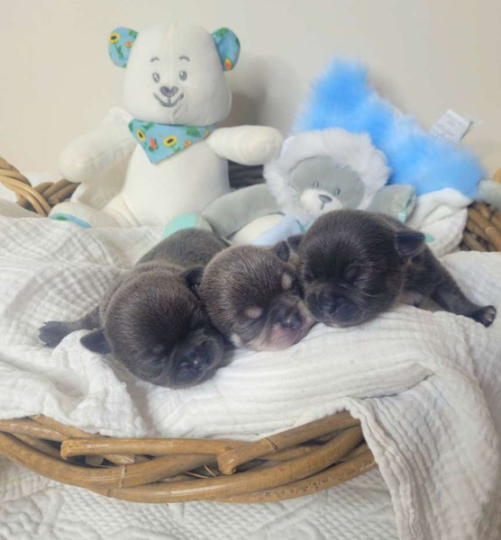 Chihuahua - Chiots chihuahuas bleus
