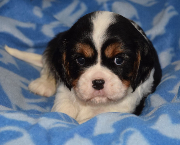 Cavalier King Charles Spaniel - Cavalier King Charles