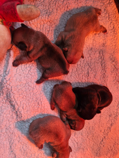 Bouledogue français - Bébés bouledogue français
