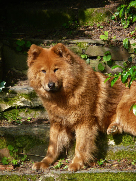 Eurasier - Vente chiots eurasier lof - des collines de haute bretagne