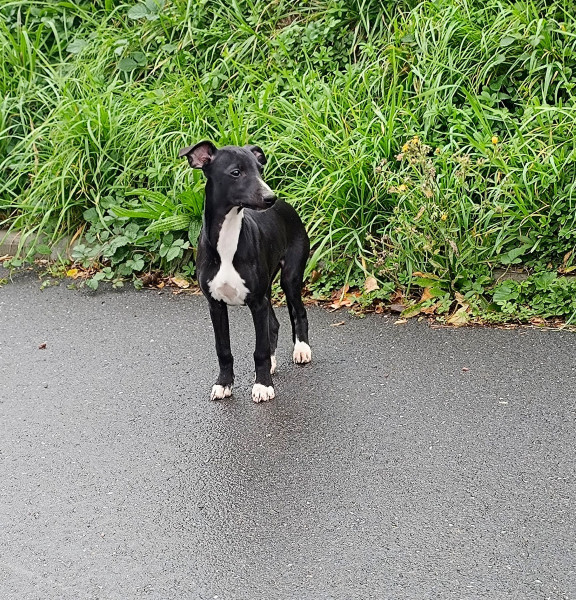 Whippet - Adorables chiots type Whippet, idéals pour la compagnie