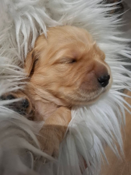 Golden Retriever - Golden retriever