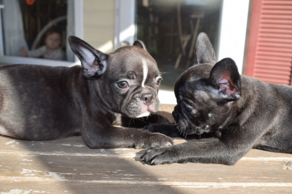 Bouledogue français - Chiots Bouledogue Français X Boston Terrier (Frenchton) - DES GUERRIERS DE LA LUMIERE