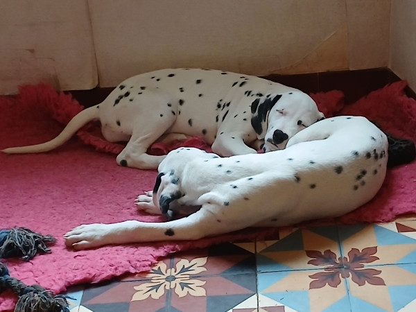 Dalmatien - A vendre - Le lys du presbytère