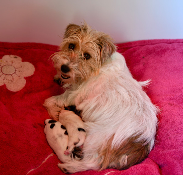 Jack Russell Terrier - Chiots à vendre