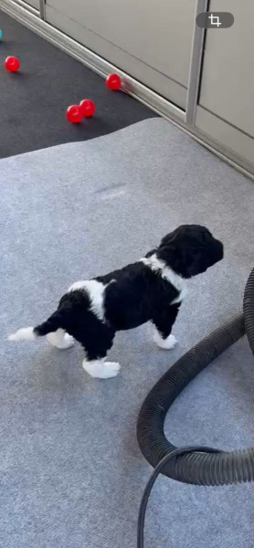 Caniche - CANICHE ROYAL BICOLORE